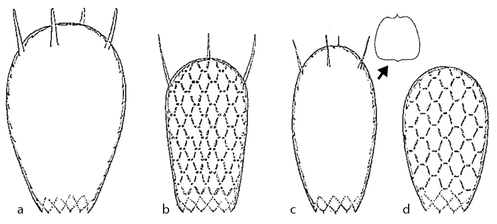 Euglypha australica